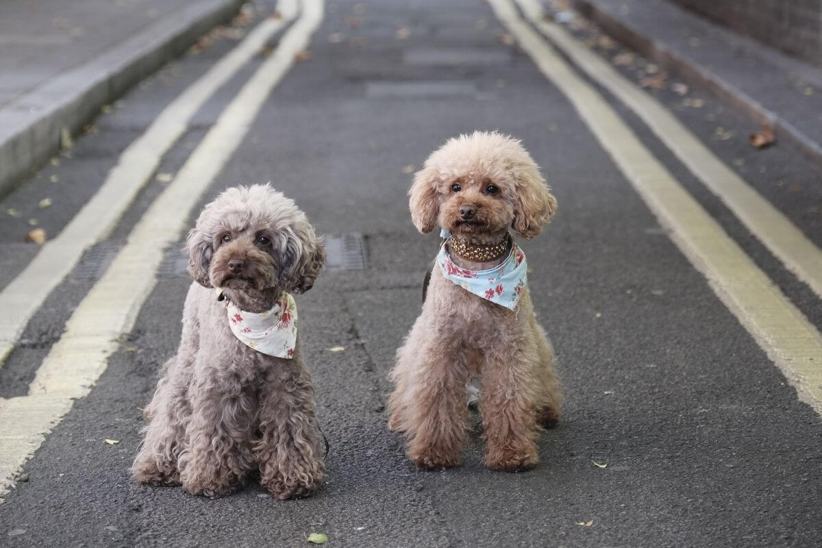 Two cute twin dogs wearing the same ribbon