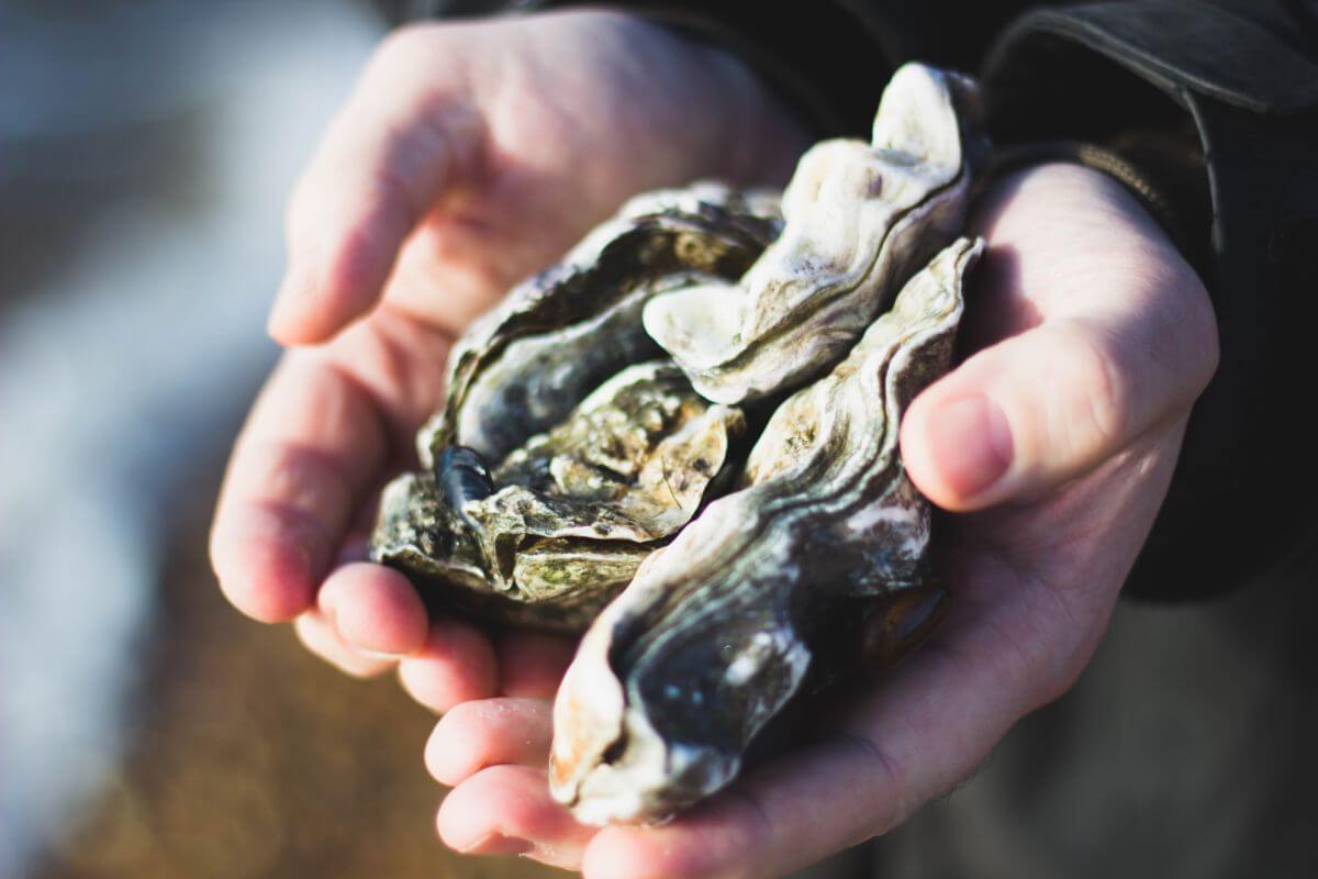 Oysters, you know, shellfish