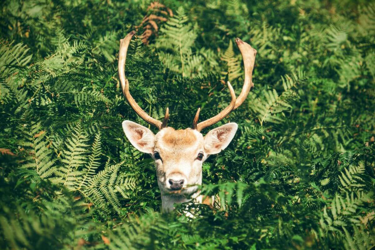 Deer in the bushes staring into your soul
