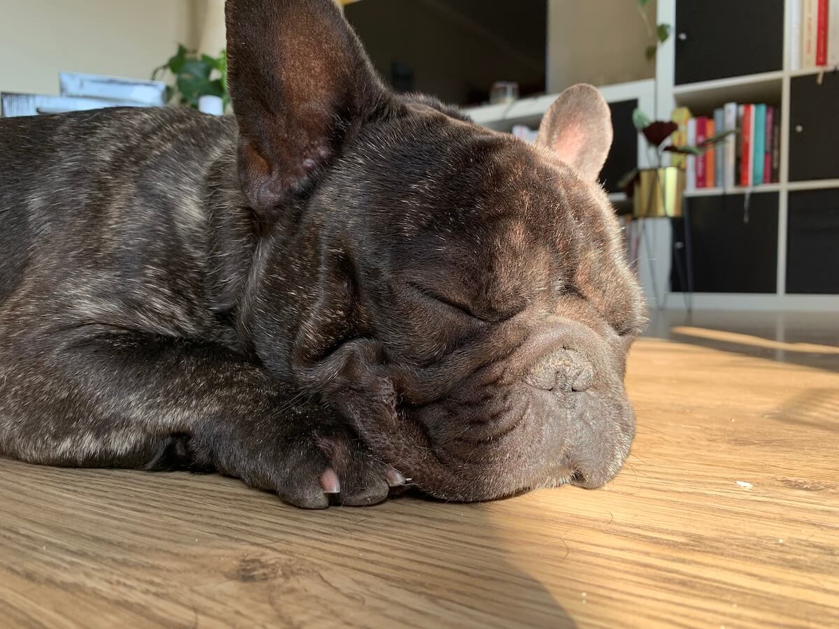 A picture of my dog sleeping with a ray of sun shining on his face