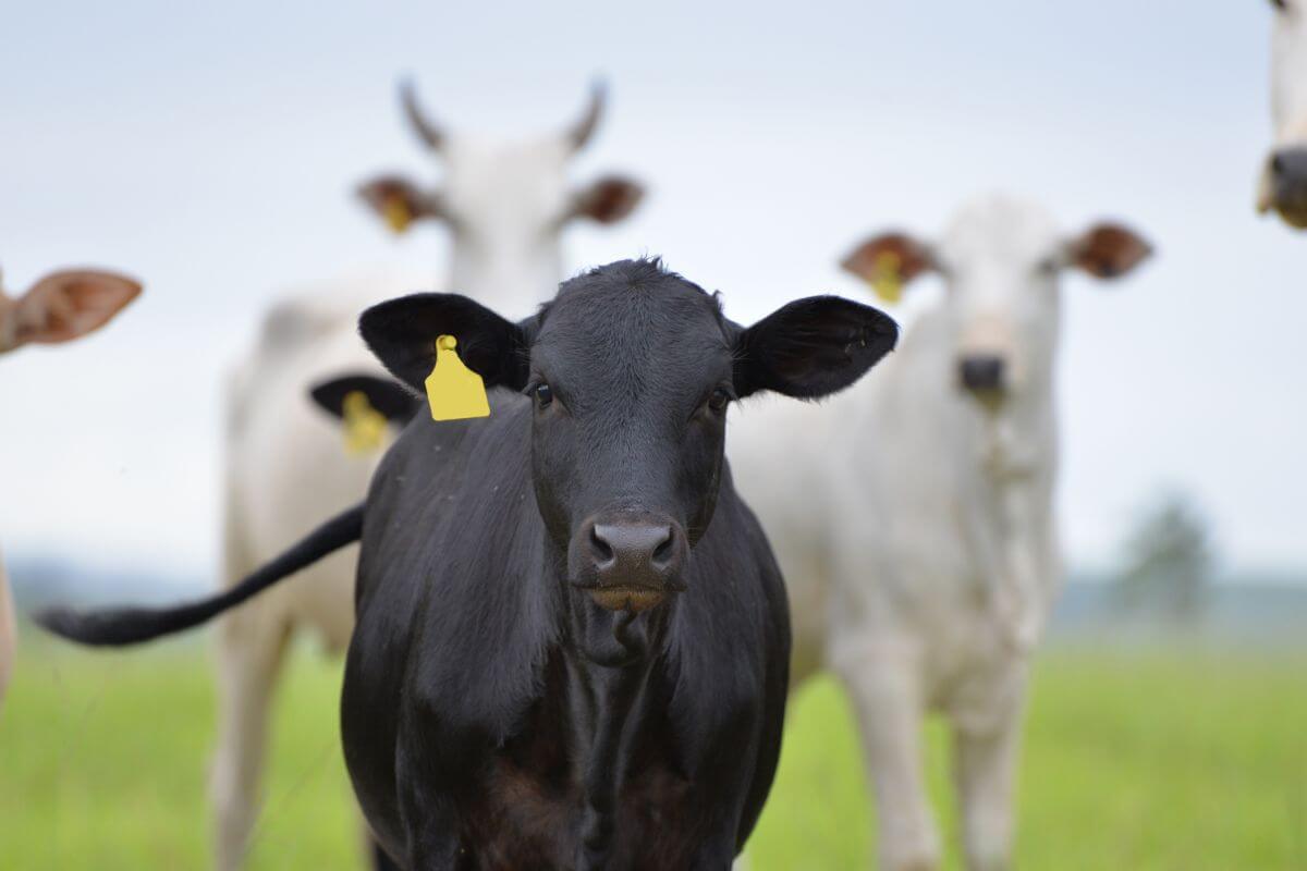 A cow with a tag in her ear